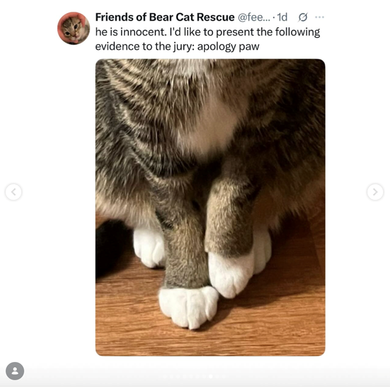 < Friends of Bear Cat Rescue @fee.... 1d he is innocent. I'd like to present the following evidence to the jury: apology paw >