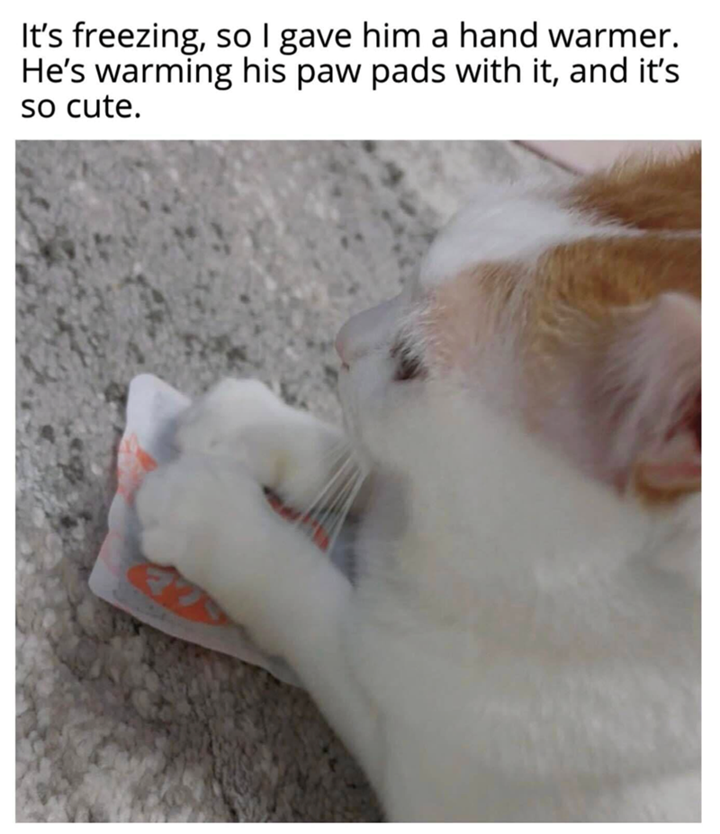 It's freezing, so I gave him a hand warmer. He's warming his paw pads with it, and it's. so cute.