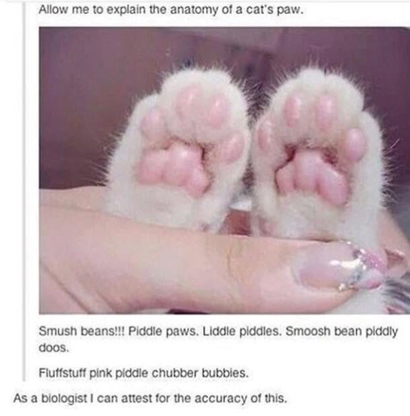 Allow me to explain the anatomy of a cat's paw. Smush beans!!! Piddle paws. Liddle piddles. Smoosh bean piddly doos. Fluffstuff pink piddle chubber bubbles. As a biologist I can attest for the accuracy of this.