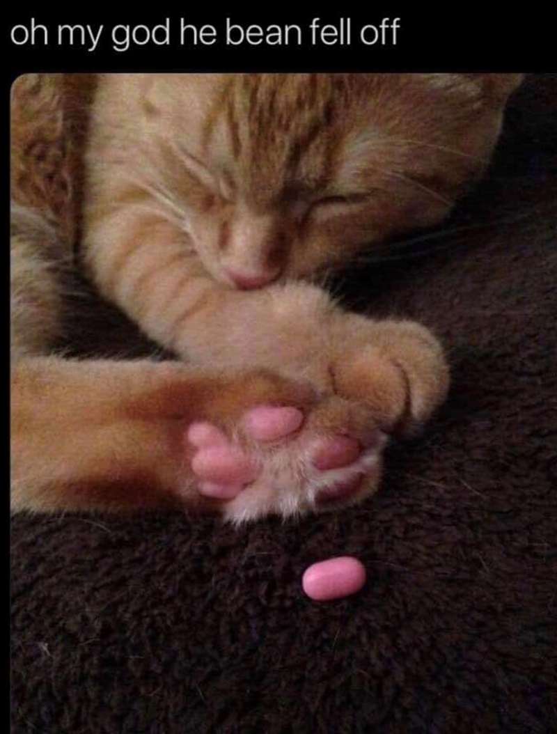 oh my god he bean fell off
