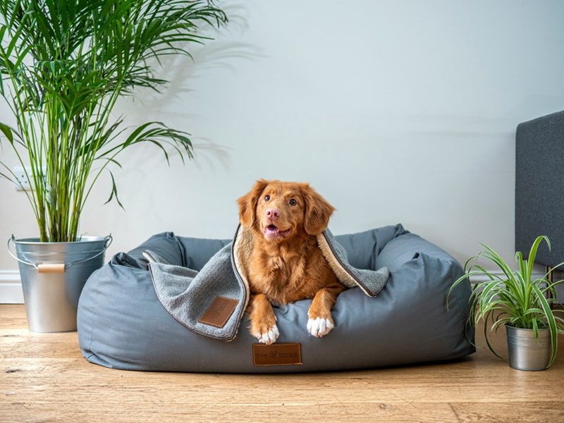 A dog sitting at home, illustrating a pet-sitting dispute involving an ex-wife, a friends trip, and relationship boundaries.