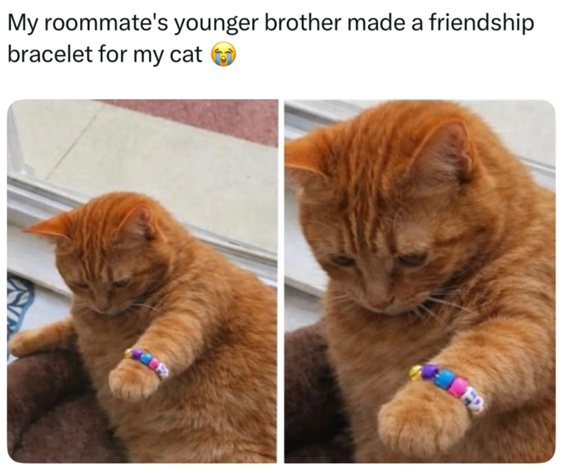 My roommate's younger brother made a friendship bracelet for my cat FD