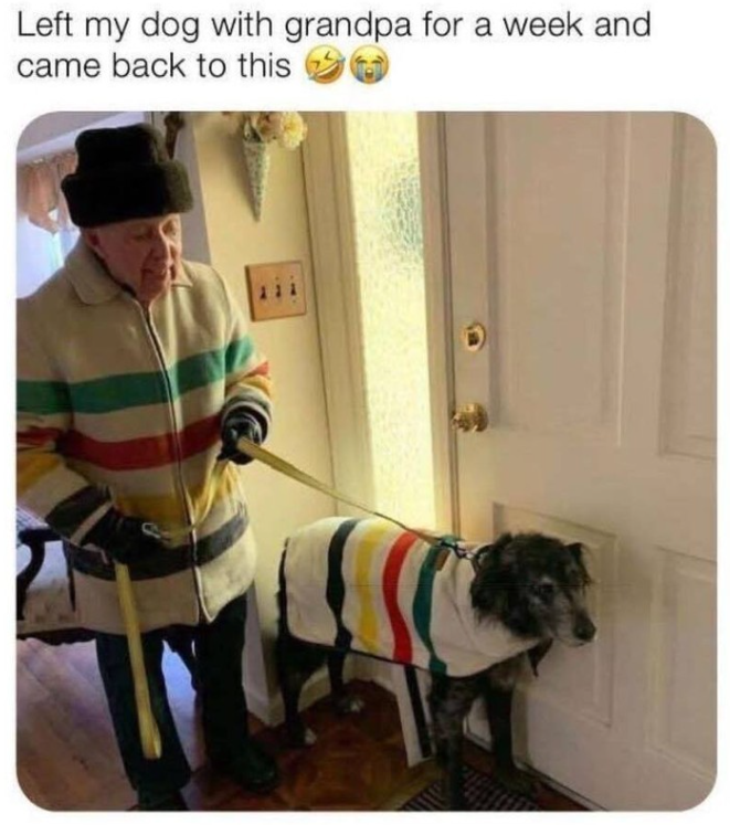 Left my dog with grandpa for a week and came back to this
