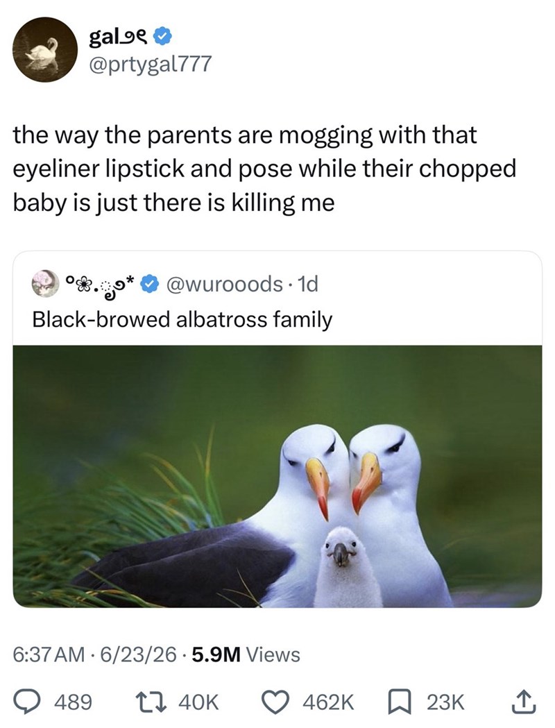 gal @prtygal777 the way the parents are mogging with that eyeliner lipstick and pose while their chopped baby is just there is killing me °*.* @wurooods. 1d Black-browed albatross family 6:37 AM 6/23/26 5.9M Views • 489 17 40K 462K 23K ↑