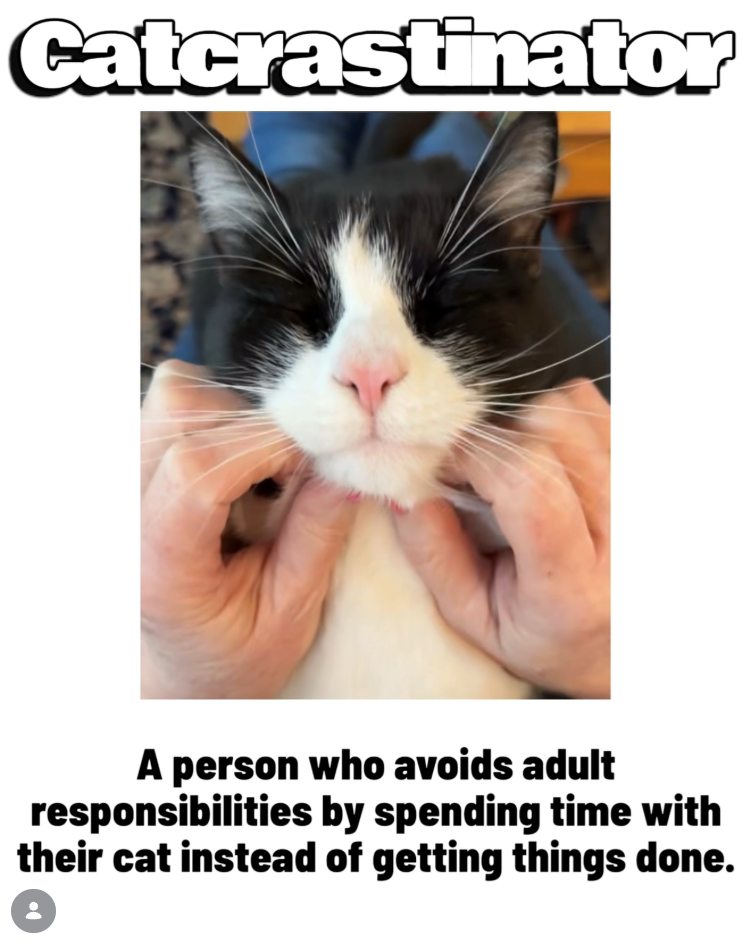 Catcrastinator A person who avoids adult responsibilities by spending time with their cat instead of getting things done.