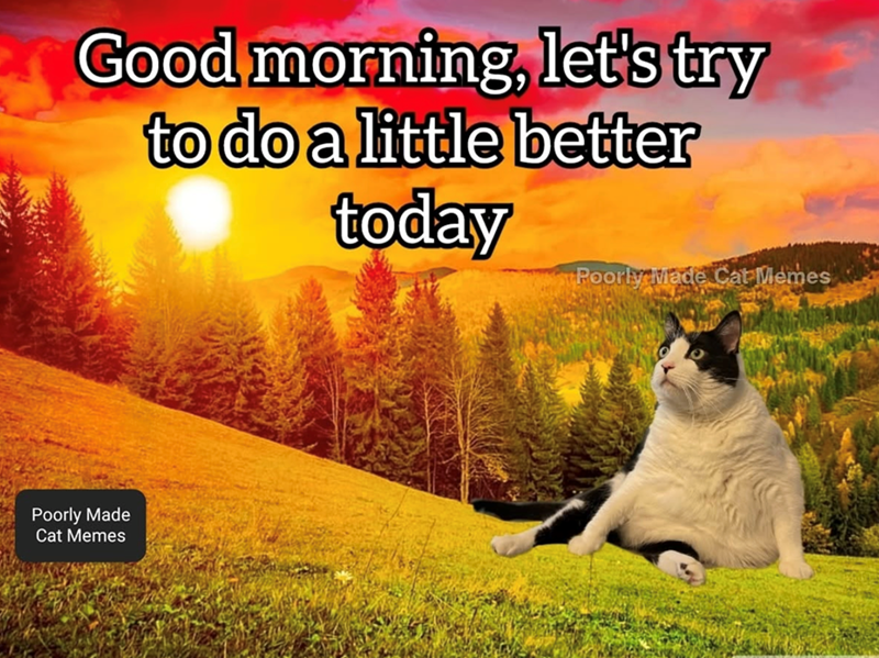 Good morning, let's try to do a little better today Poorly Made Cat Memes Poorly Made Cat Memes