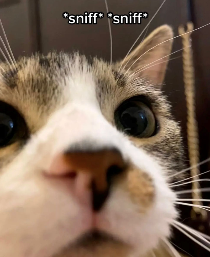 *sniff* *sniff*