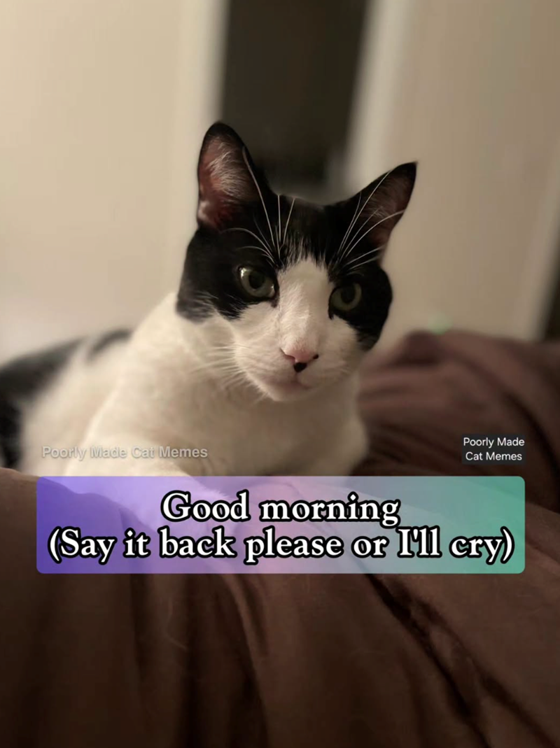 Poorly Made Cat Memes Poorly Made Cat Memes Good morning (Say it back please or I'll cry)