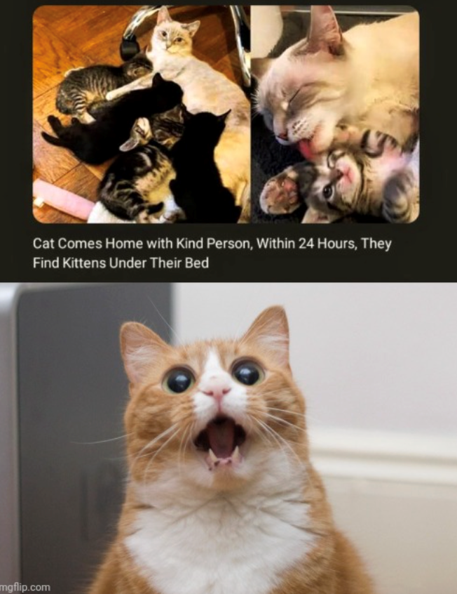 Cat Comes Home with Kind Person, Within 24 Hours, They Find Kittens Under Their Bed mgflip.com