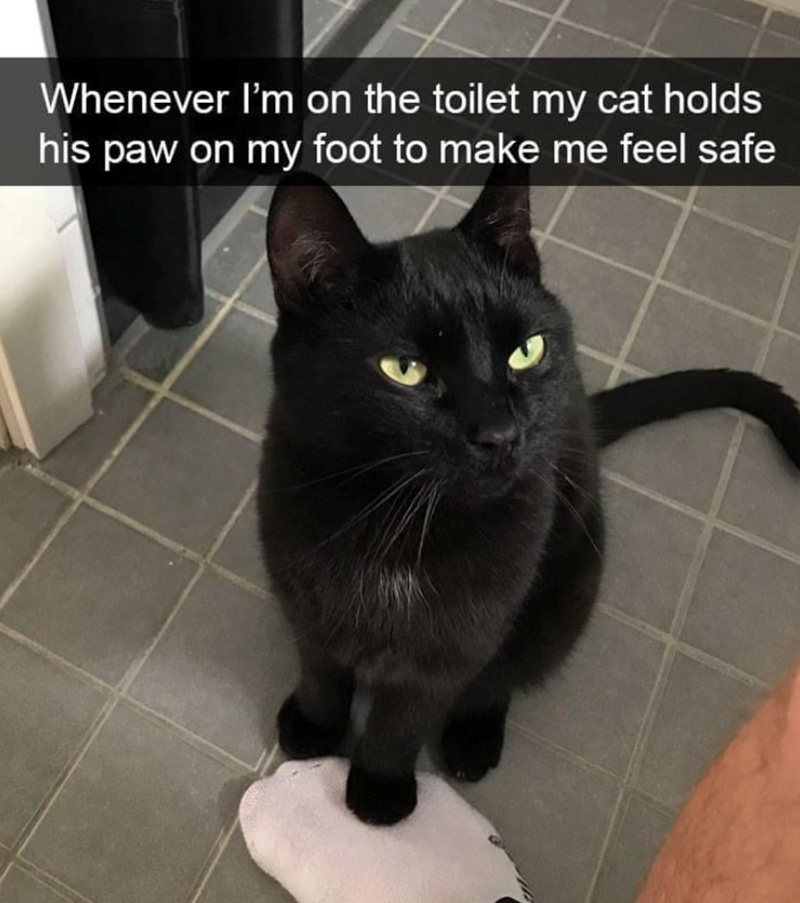 Whenever I'm on the toilet my cat holds his paw on my foot to make me feel safe
