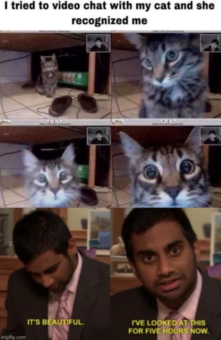I tried to video chat with my cat and she recognized me imgflip.com 340 IT'S BEAUTIFUL. I'VE LOOKED AT THIS FOR FIVE HOURS NOW.