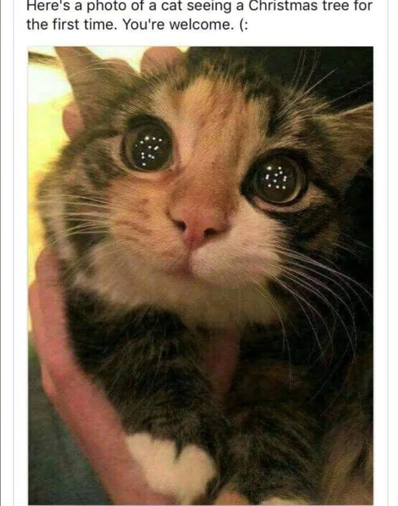 Here's a photo of a cat seeing a Christmas tree for the first time. You're welcome. (: