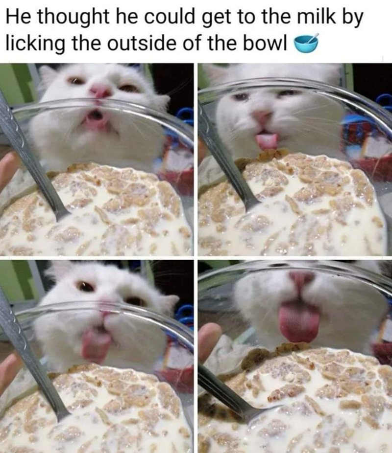 He thought he could get to the milk by licking the outside of the bowl