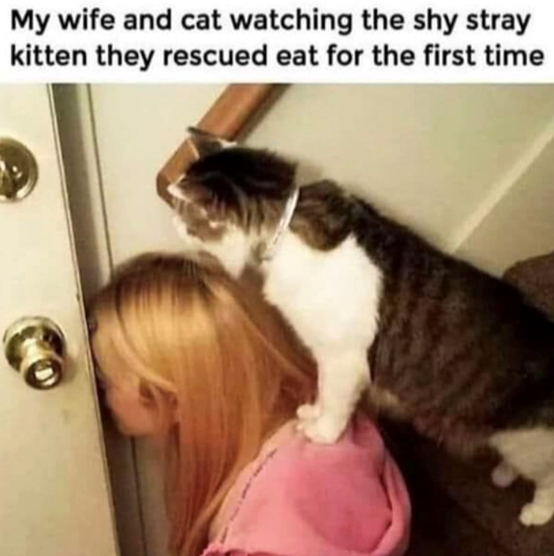 My wife and cat watching the shy stray kitten they rescued eat for the first time