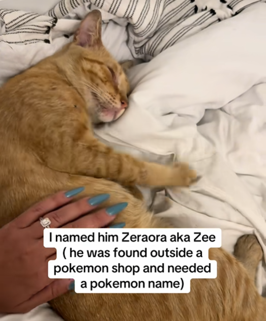 I named him Zeraora aka Zee (he was found outside a pokemon shop and needed a pokemon name)