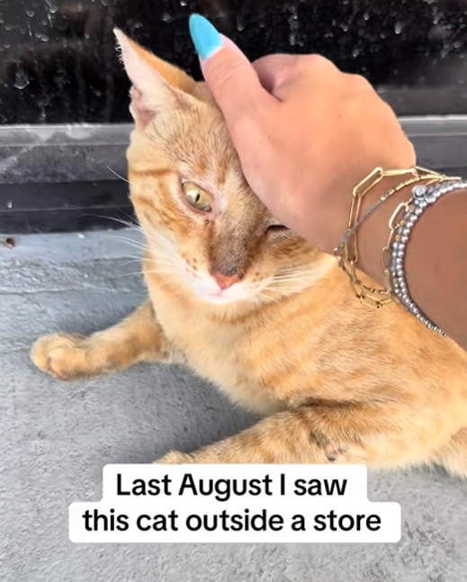 Last August I saw this cat outside a store