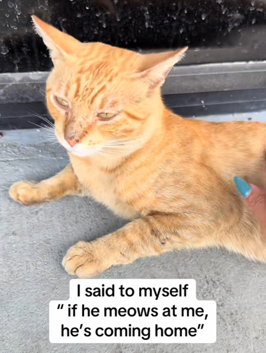I said to myself "if he meows at me, he's coming home"