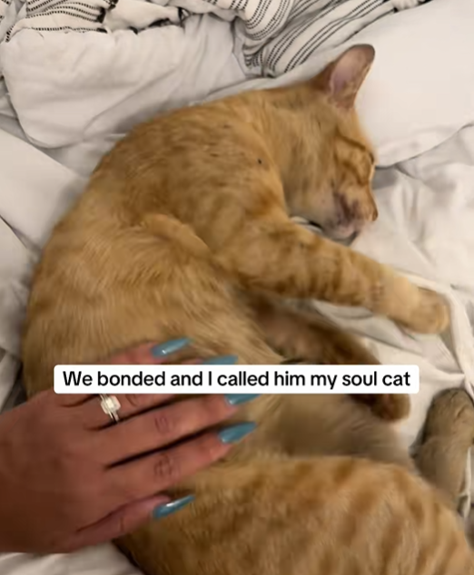 We bonded and I called him my soul cat