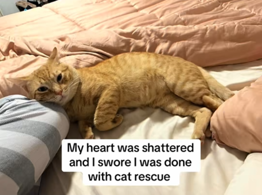 My heart was shattered and I swore I was done with cat rescue