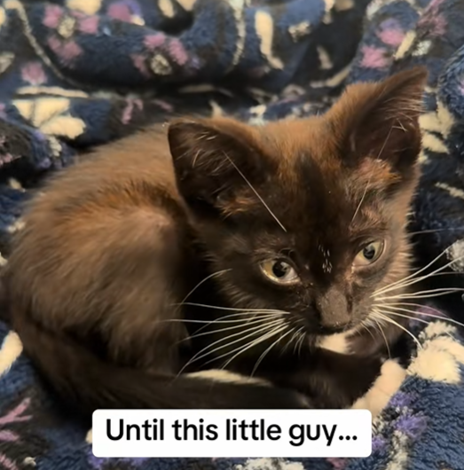 Until this little guy...