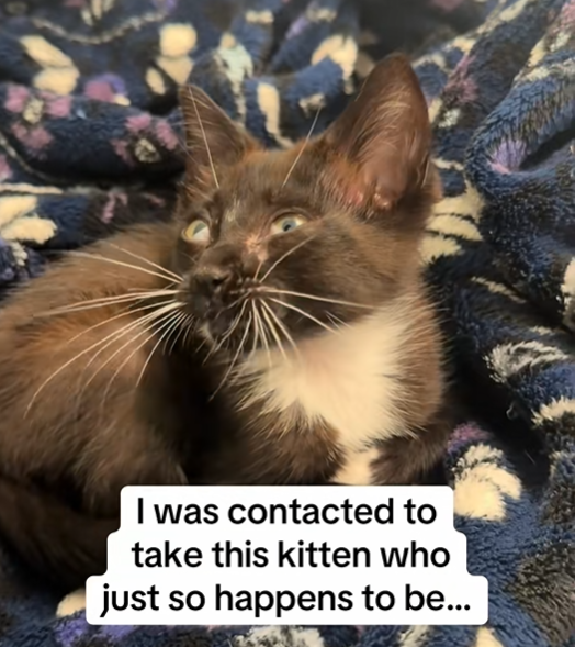 I was contacted to take this kitten who just so happens to be...