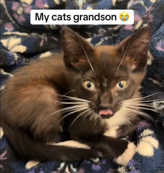 My cats grandson →