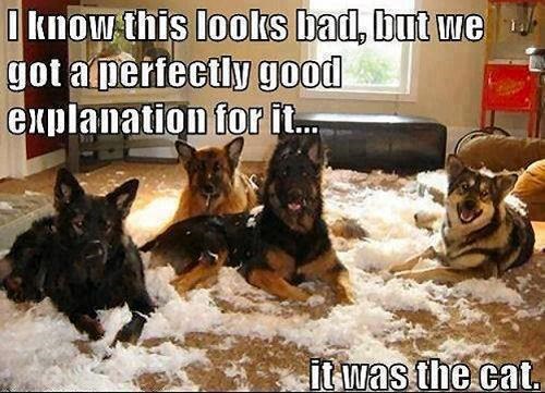 I know this looks bad, but we got a perfectly good explanation for it.... it was the cat.