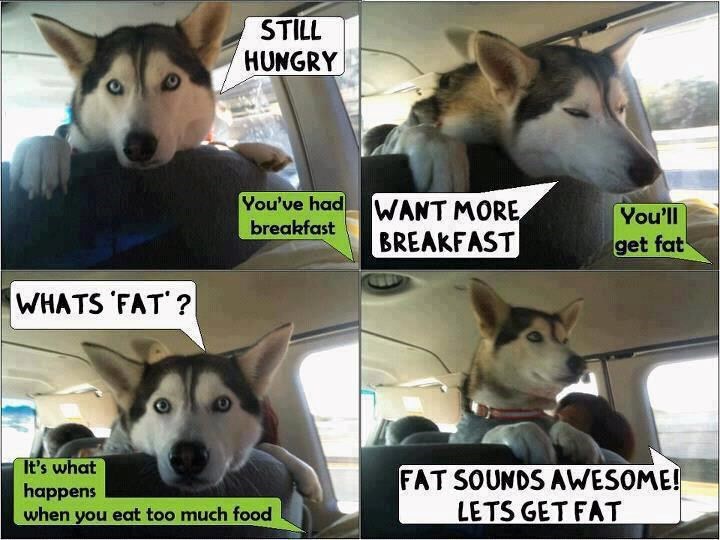WHATS FAT? STILL HUNGRY You've had WANT MORE BREAKFAST breakfast You'll get fat It's what happens when you eat too much food FAT SOUNDS AWESOME! LETS GET FAT