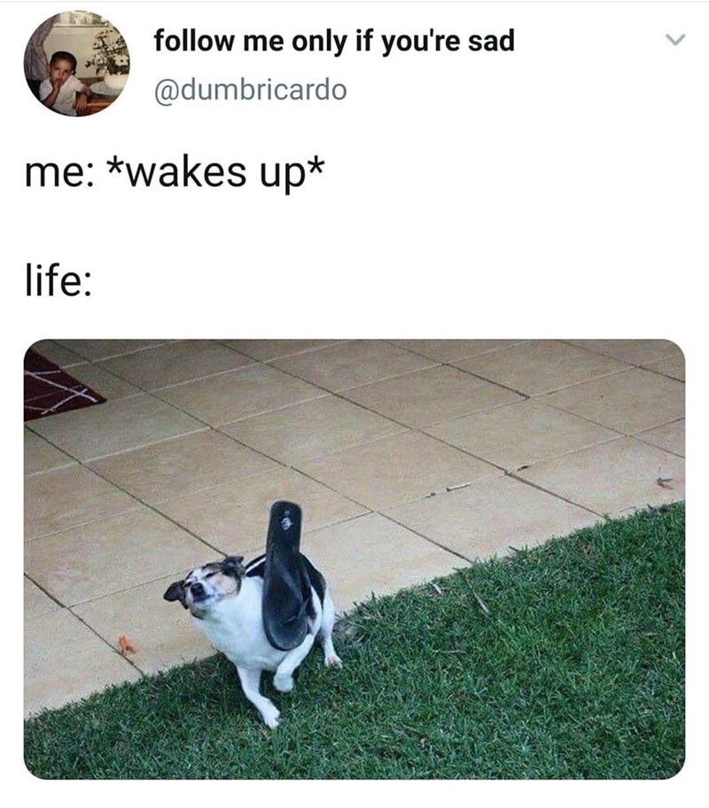 follow me only if you're sad @dumbricardo me: *wakes up* life: