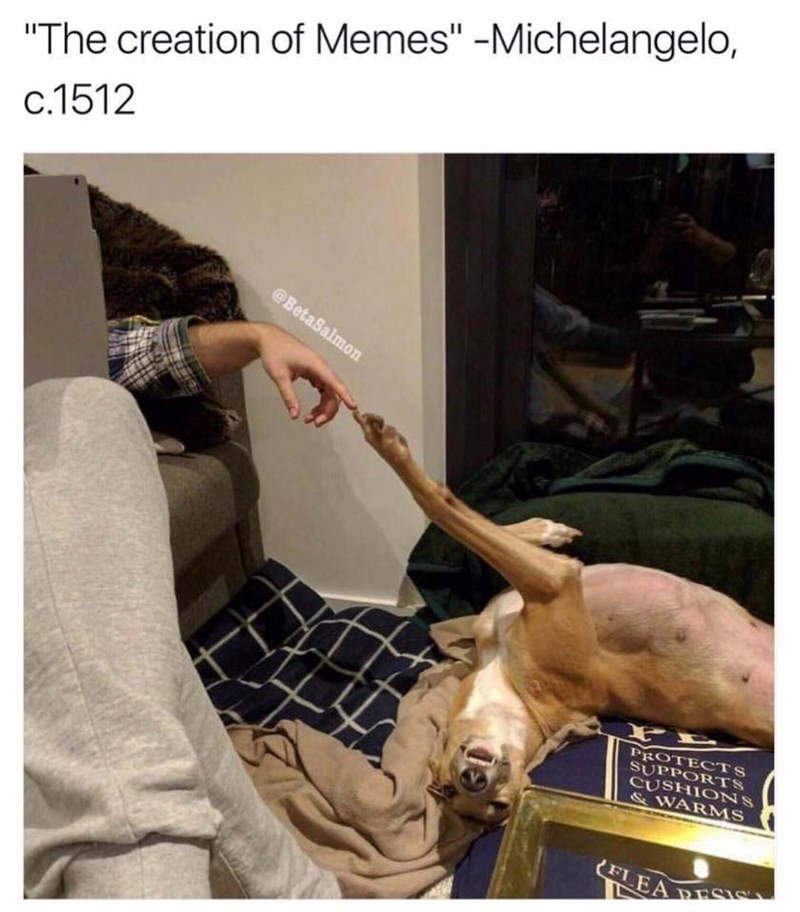 "The creation of Memes" -Michelangelo, c.1512 @BetaSalmon P PROTECTS SUPPORTS CUSHIONS & WARMS FLEA RESIS