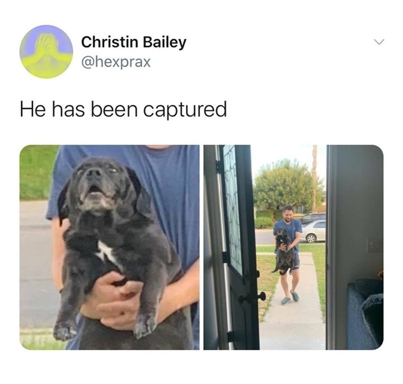 Christin Bailey @hexprax He has been captured