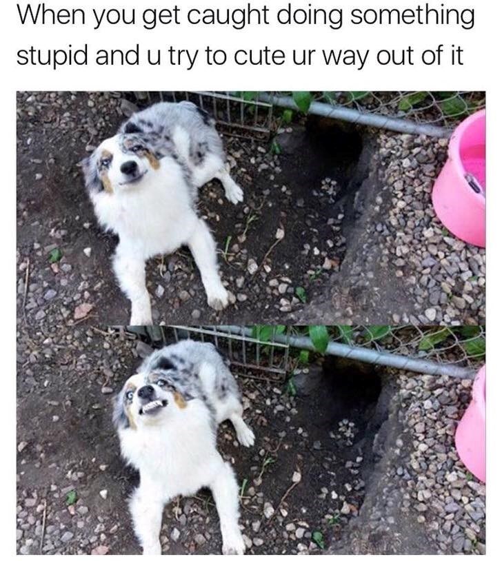 When you get caught doing something stupid and u try to cute ur way out of it