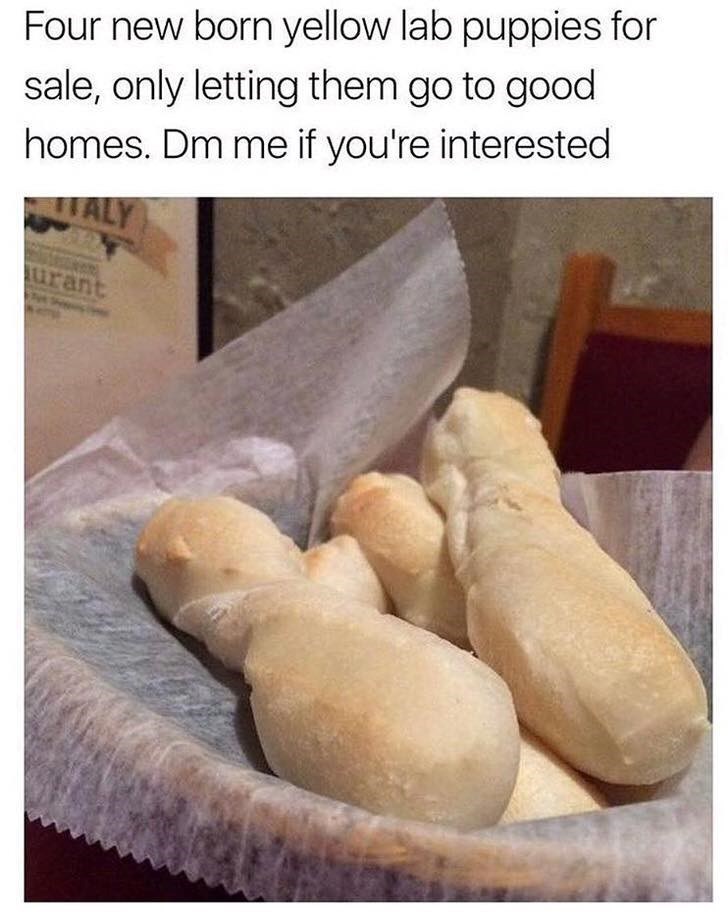 Four new born yellow lab puppies for sale, only letting them go to good homes. Dm me if you're interested TALY urant