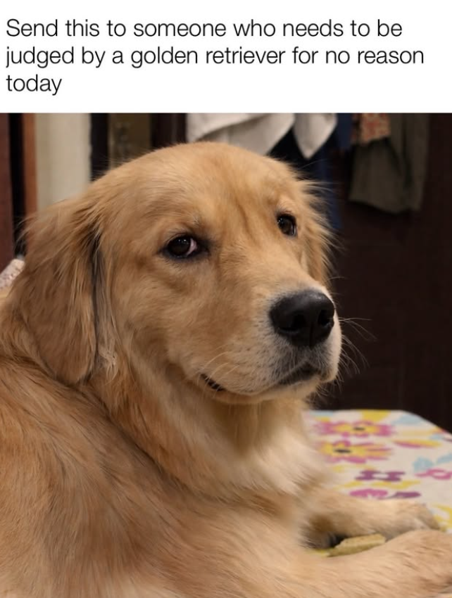 Send this to someone who needs to be judged by a golden retriever for no reason today