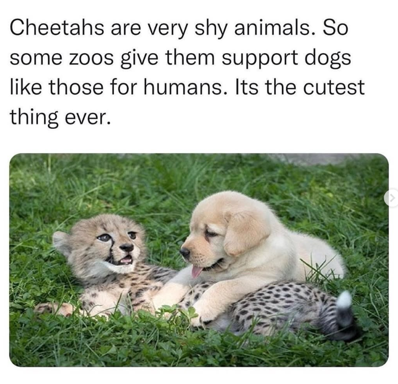 Cheetahs are very shy animals. So some zoos give them support dogs like those for humans. Its the cutest thing ever.