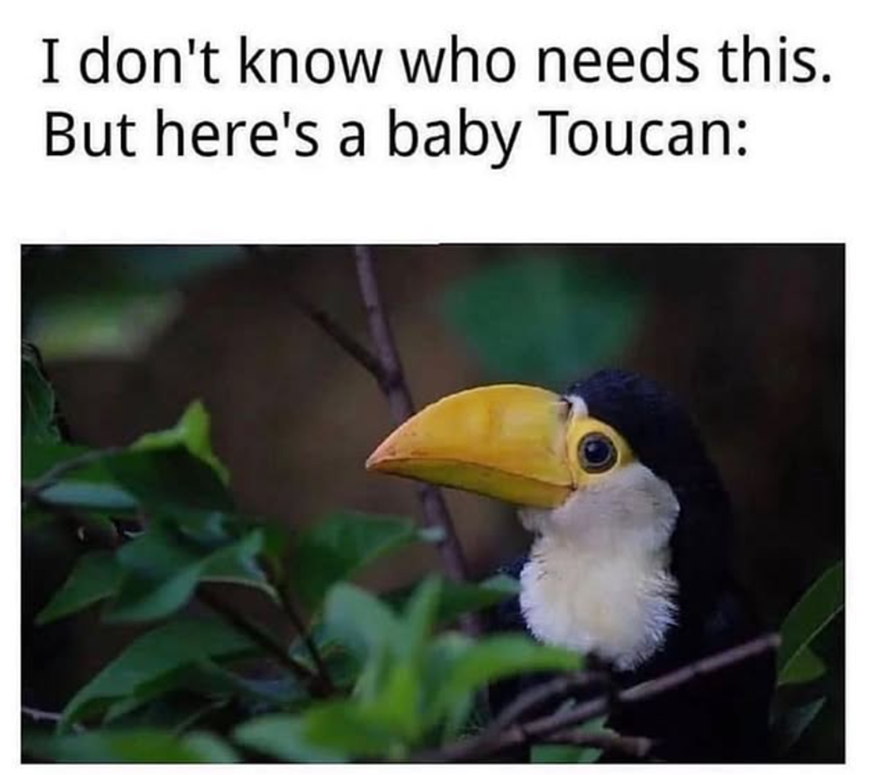 I don't know who needs this. But here's a baby Toucan: