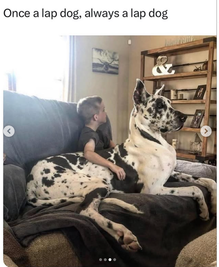 Once a lap dog, always a lap dog < >