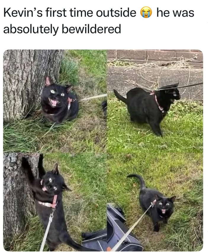 Kevin's first time outside absolutely bewildered he was
