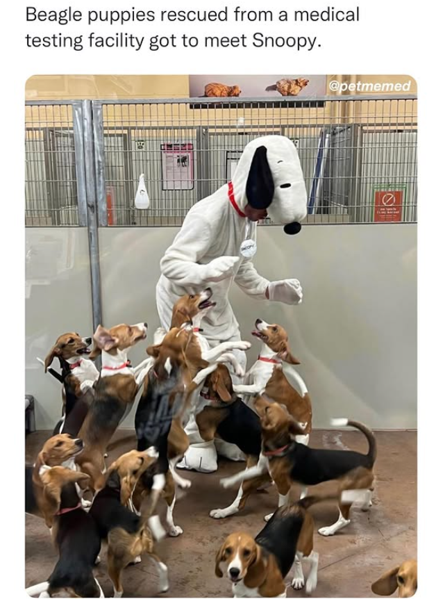 Beagle puppies rescued from a medical testing facility got to meet Snoopy. @petmemed