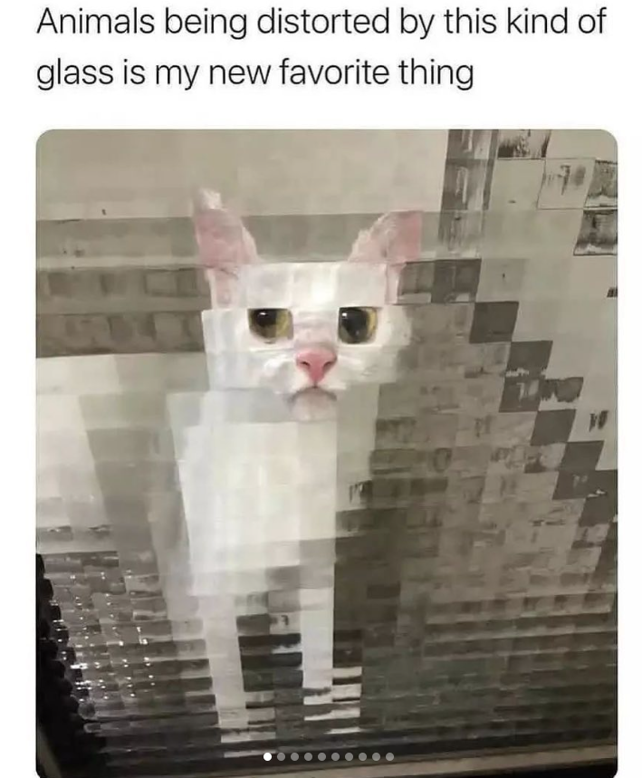 Animals being distorted by this kind of glass is my new favorite thing. W