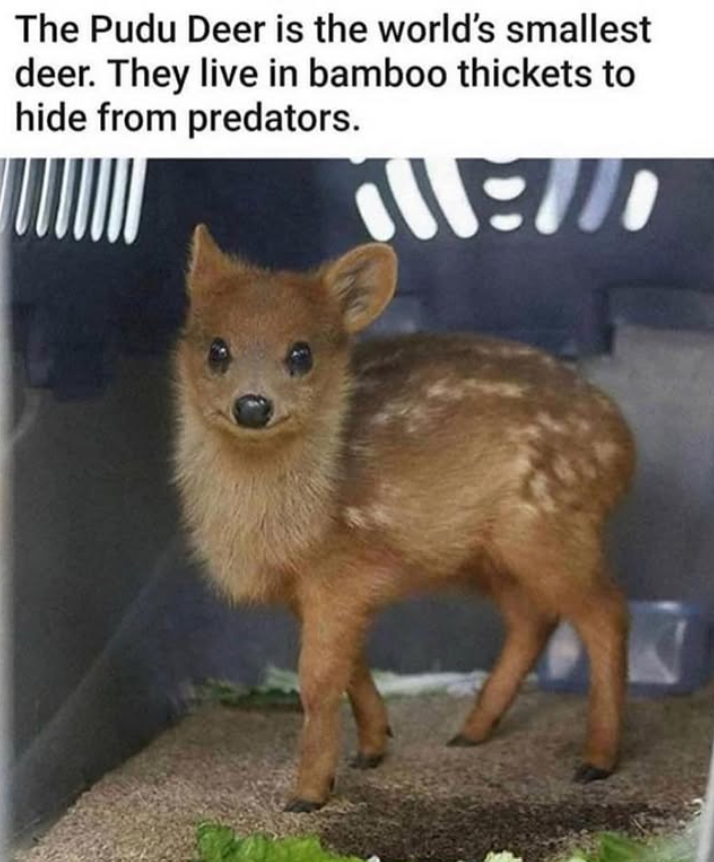 The Pudu Deer is the world's smallest deer. They live in bamboo thickets to hide from predators. 11:10