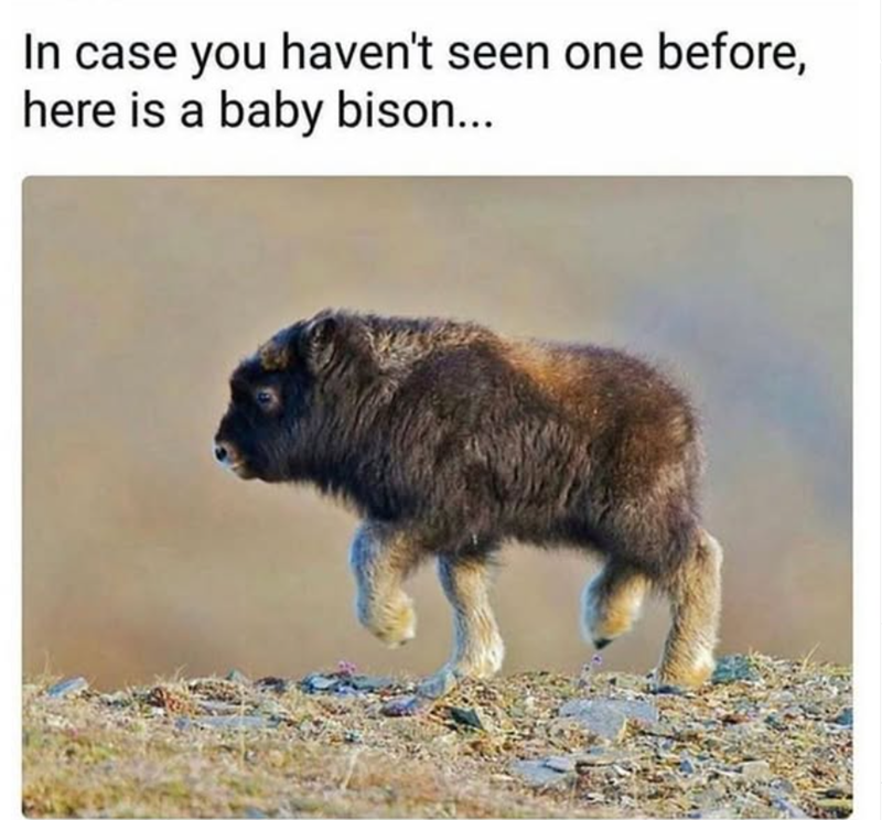 In case you haven't seen one before, here is a baby bison...