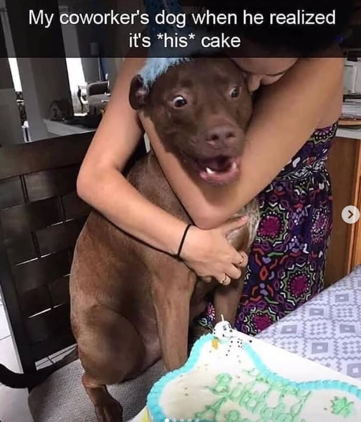My coworker's dog when he realized it's *his* cake Birthd