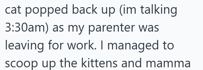 cat popped back up (im talking 3:30am) as my parenter was leaving for work. I managed to scoop up the kittens and mamma