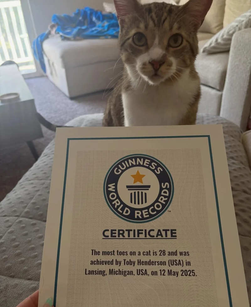 GUINNESS WORLD RECORDS CERTIFICATE The most toes on a cat is 28 and was achieved by Toby Henderson (USA) in Lansing, Michigan, USA, on 12 May 2025.