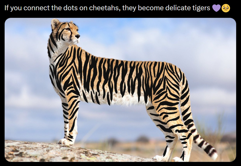 If you connect the dots on cheetahs, they become delicate tigers