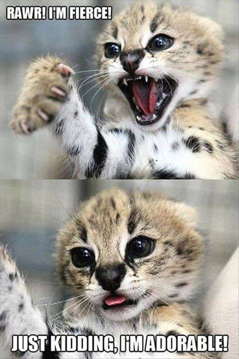 RAWR! I'M FIERCE! JUST KIDDING, IMADORABLE!