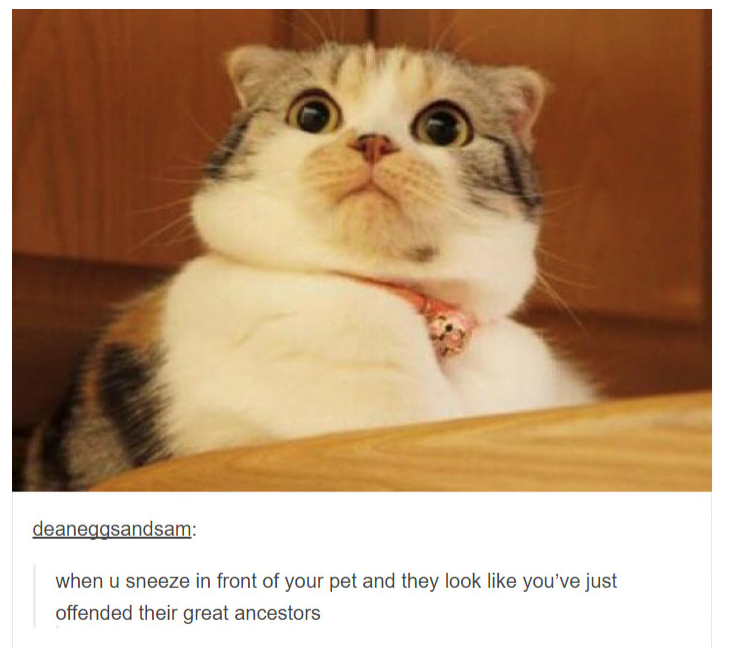 deaneggsandsam: when u sneeze in front of your pet and they look like you've just offended their great ancestors