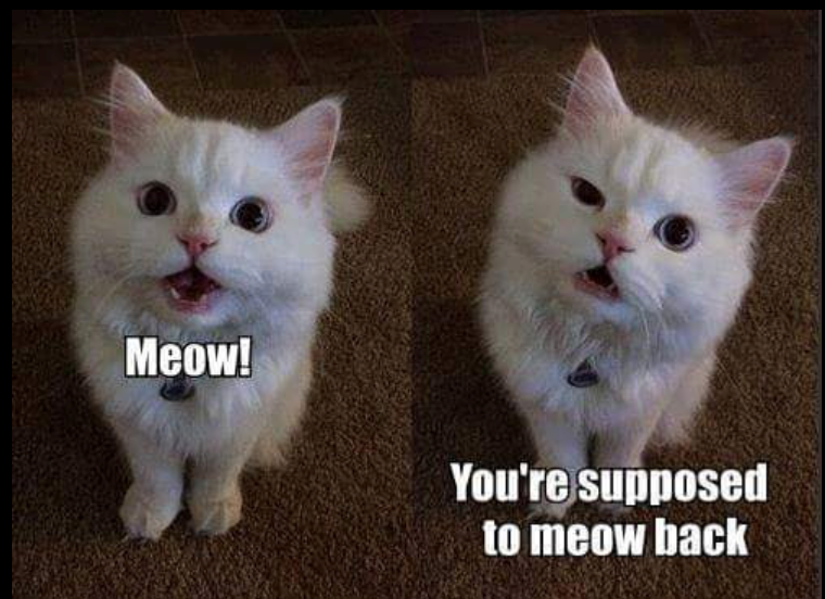 Meow! You're supposed to meow back