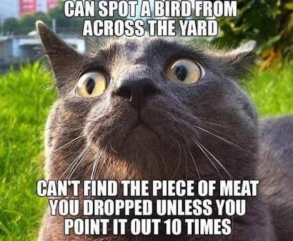 CAN SPOT A BIRD FROM ACROSS THE YARD CAN'T FIND THE PIECE OF MEAT YOU DROPPED UNLESS YOU POINT IT OUT 10 TIMES